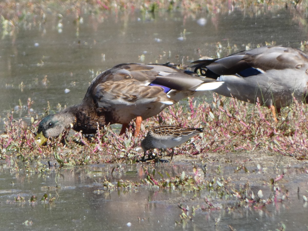 Зэрлэг нугас - ML642455378