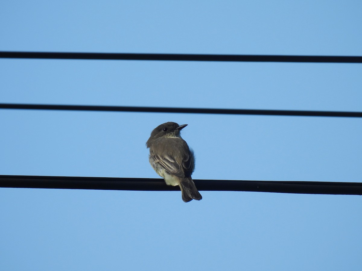Eastern Phoebe - ML642455382