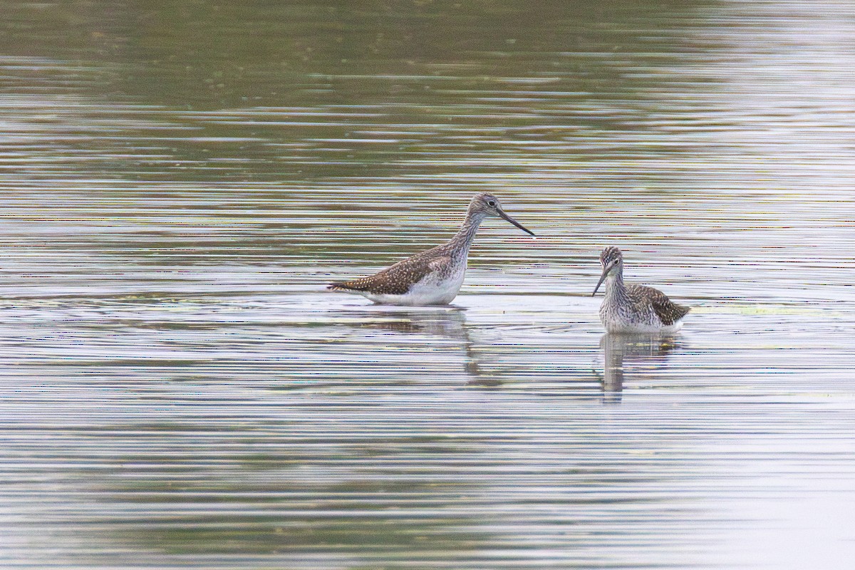 plystresnipe - ML642455412