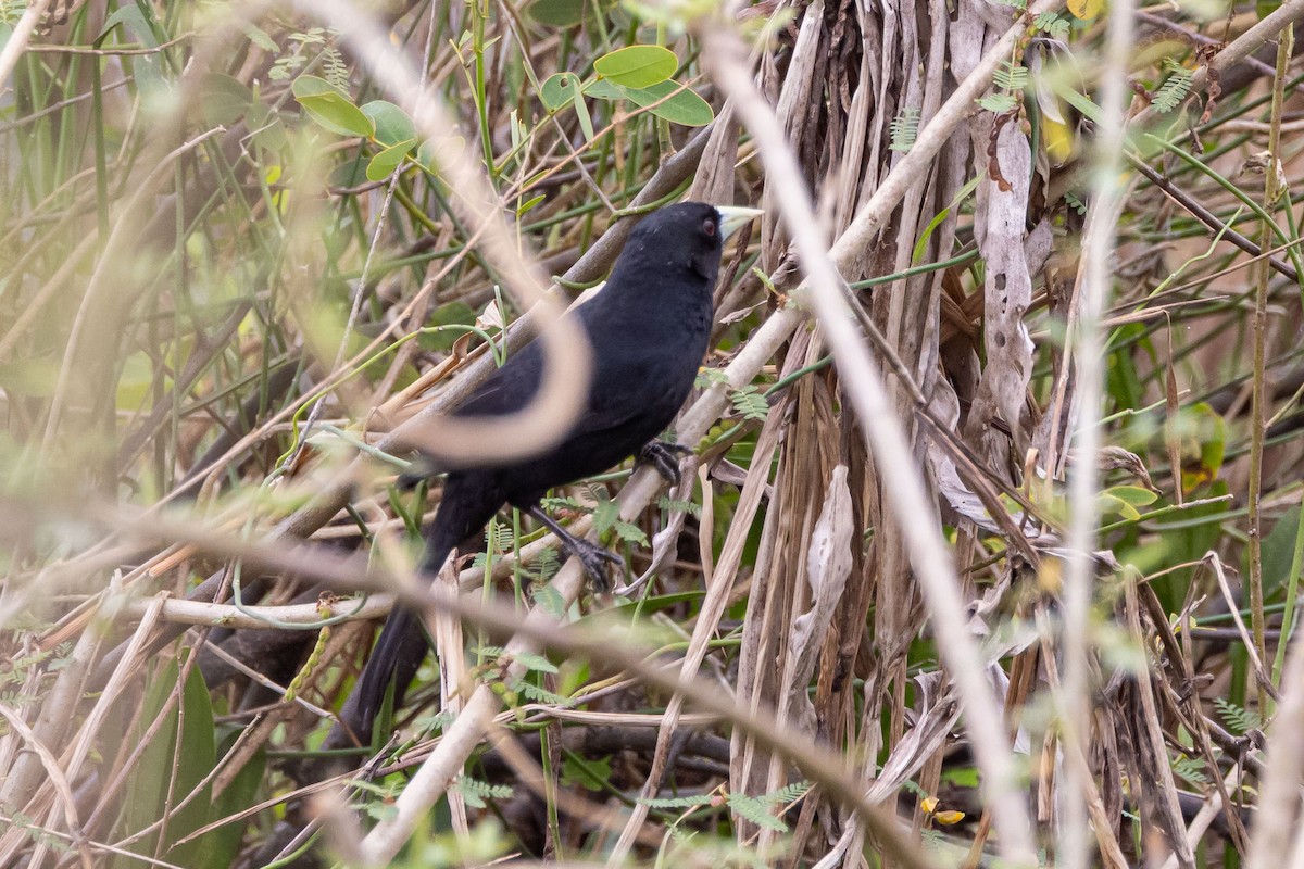 Solitary Black Cacique - ML642455429