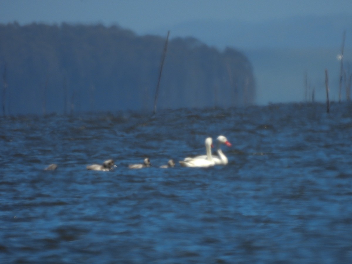 Coscoroba Swan - ML642455435