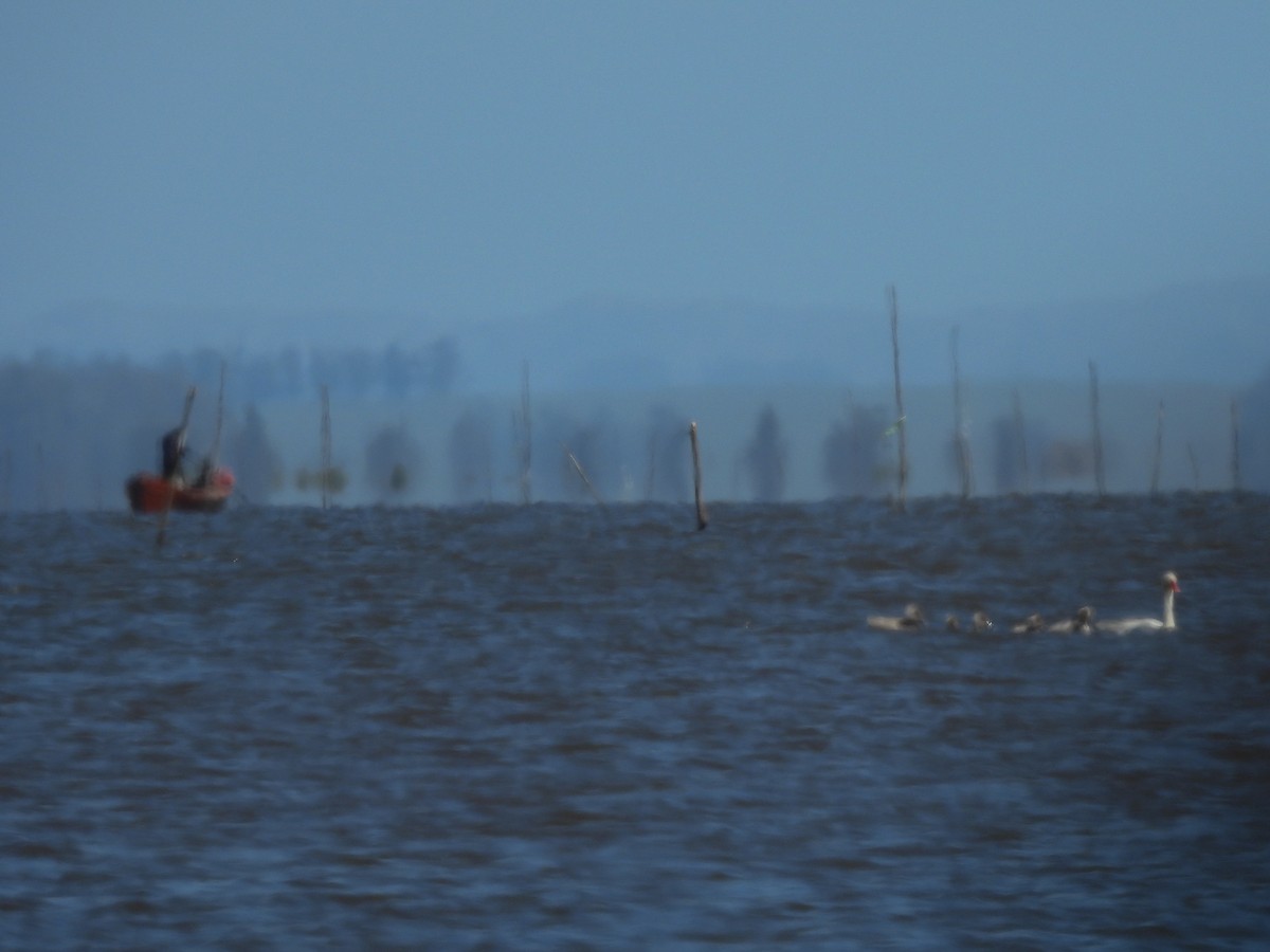 Coscoroba Swan - ML642455436