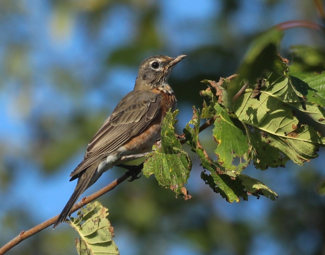 American Robin - ML642455439