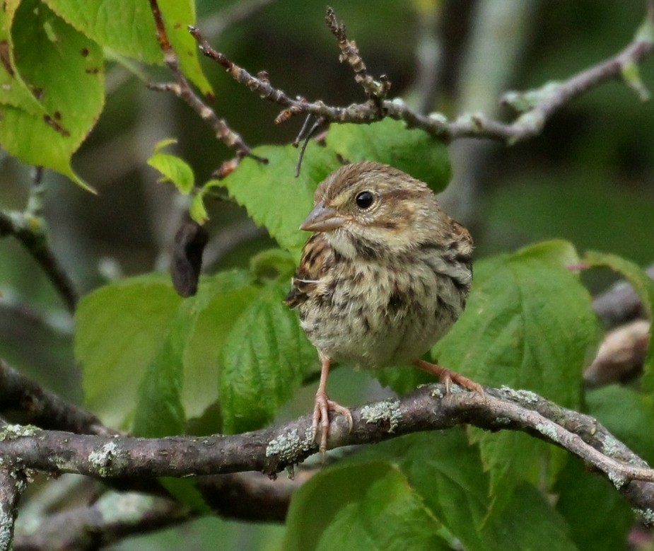 Song Sparrow - ML642455447