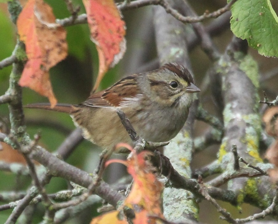 Swamp Sparrow - ML642455470