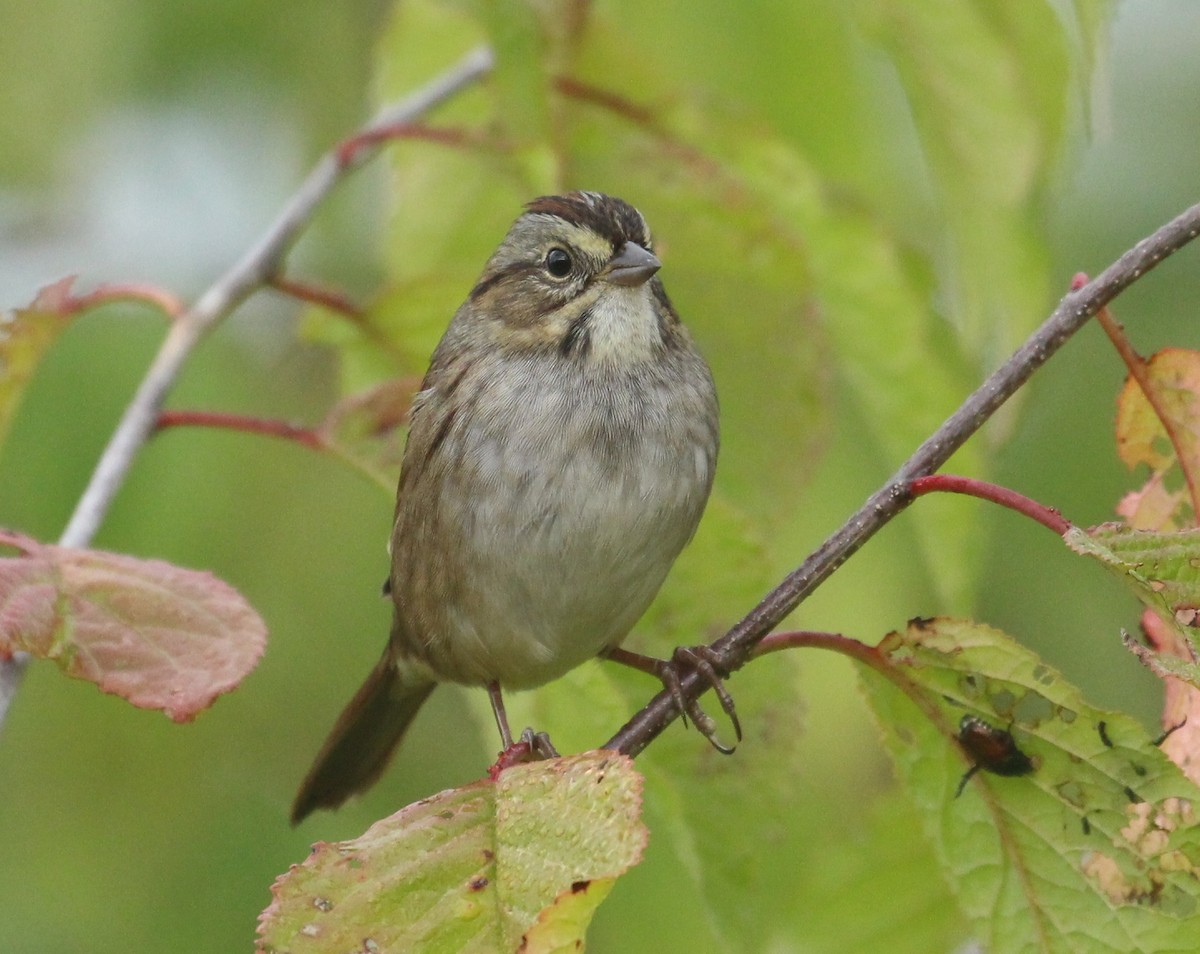 Swamp Sparrow - ML642455475