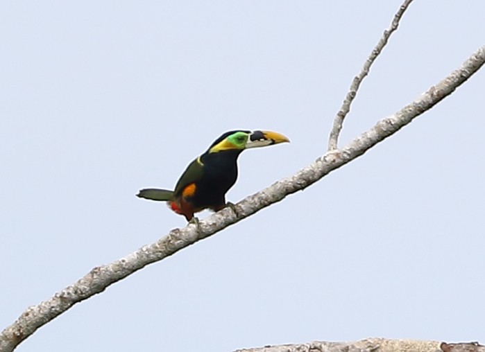 Gould's Toucanet - ML642455482