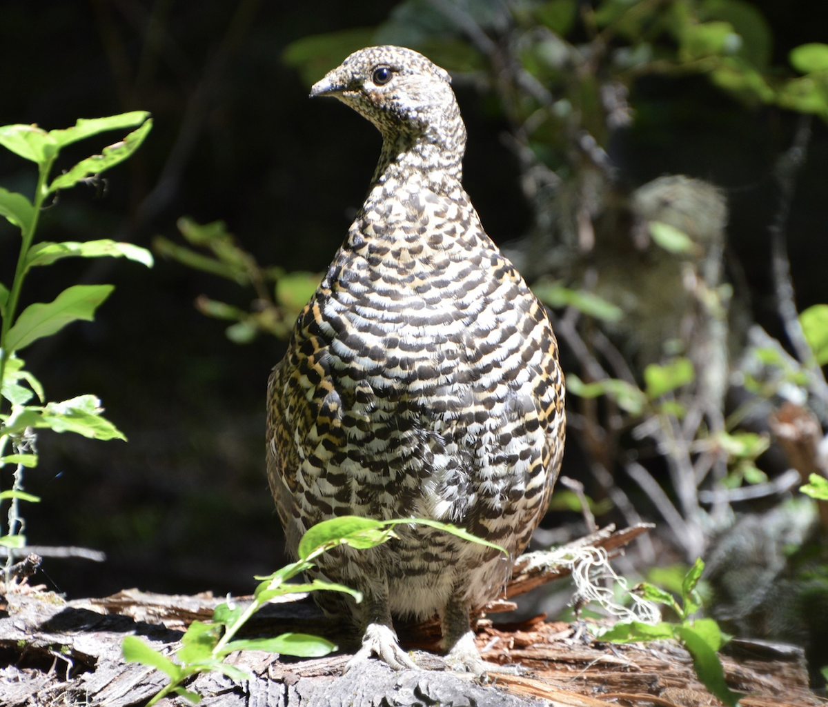 Gallo Canadiense (franklinii/isleibi) - ML642455488