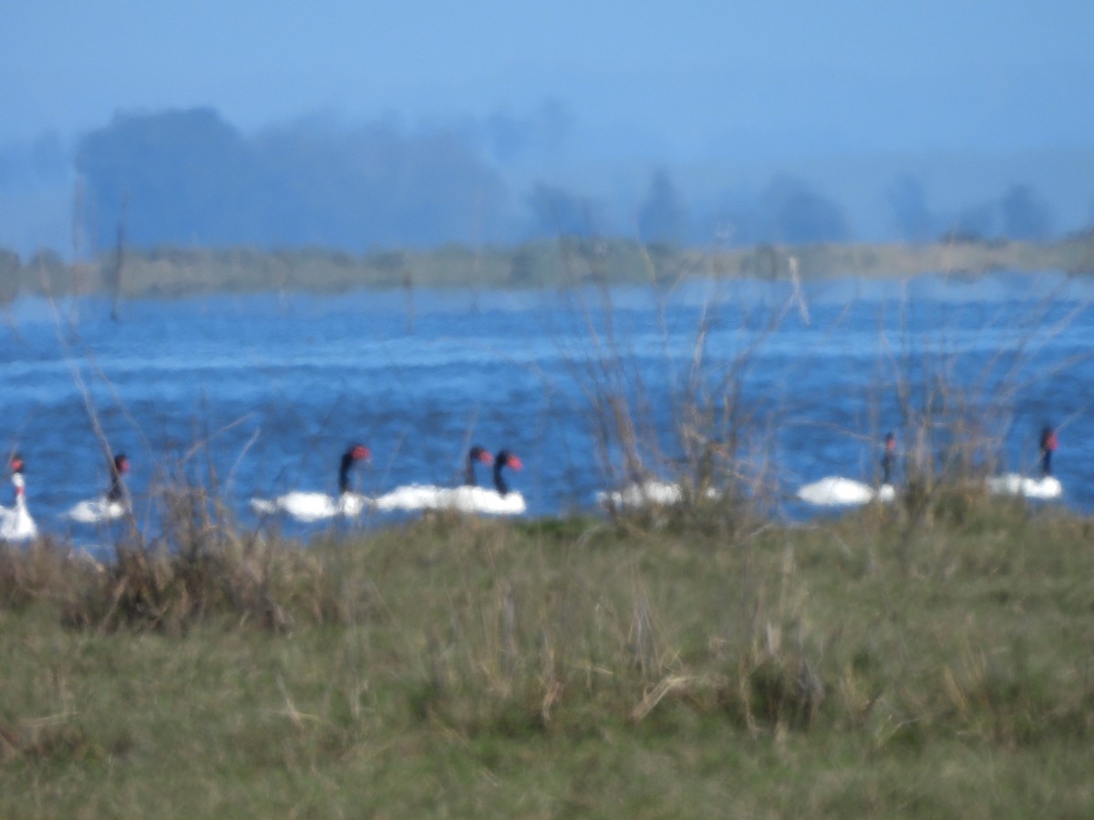 Black-necked Swan - ML642455492
