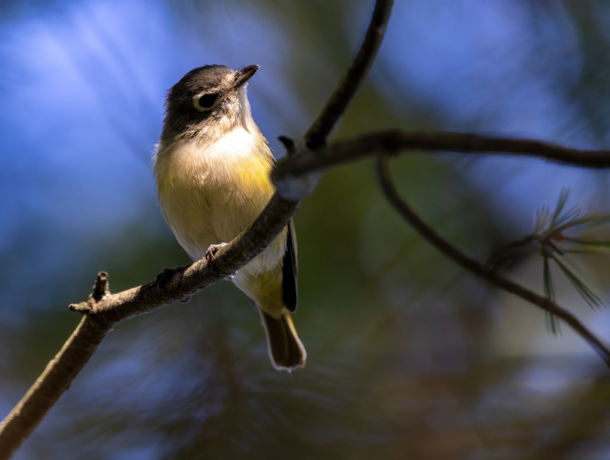 Blue-headed Vireo - ML642455505