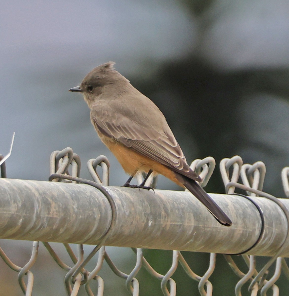 Say's Phoebe - ML642455539