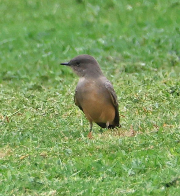 Say's Phoebe - ML642455540
