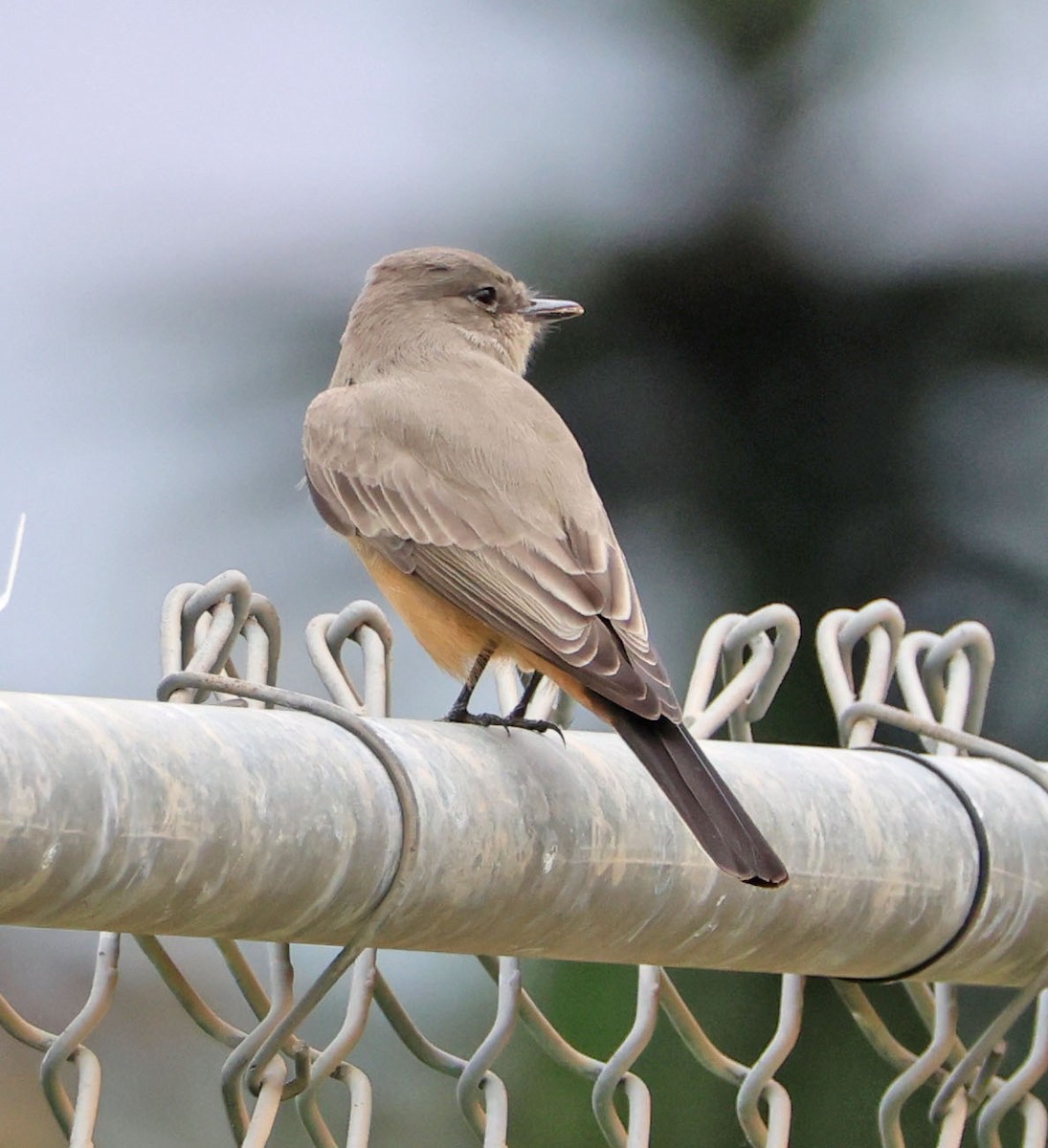 Say's Phoebe - ML642455541