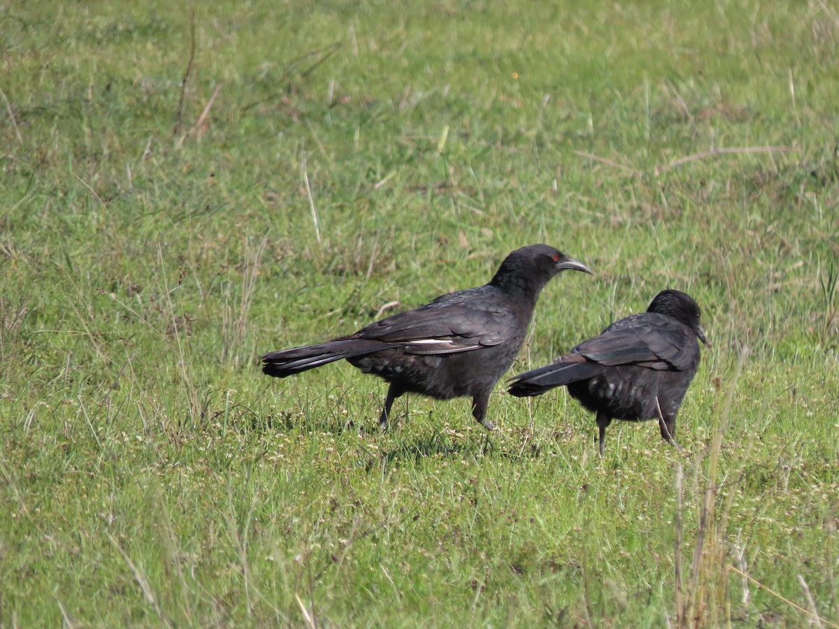White-winged Chough - ML642455650