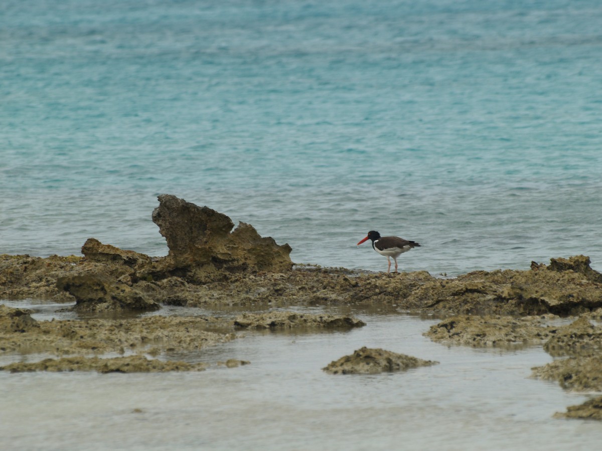 American Oystercatcher - ML642455652
