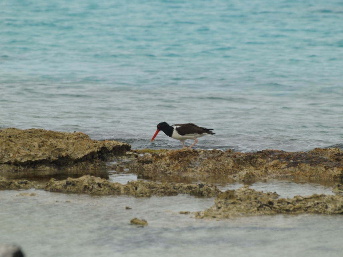 American Oystercatcher - ML642455653