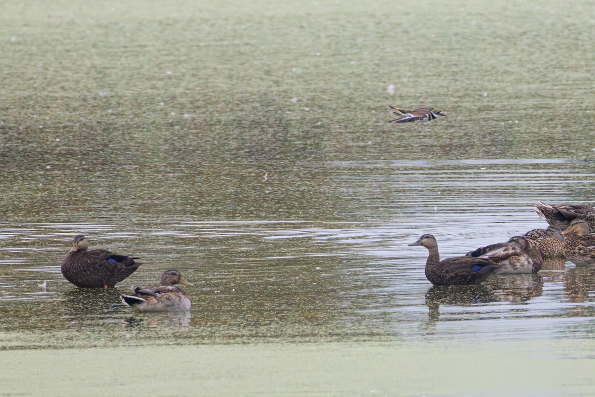 American Black Duck - ML642455667