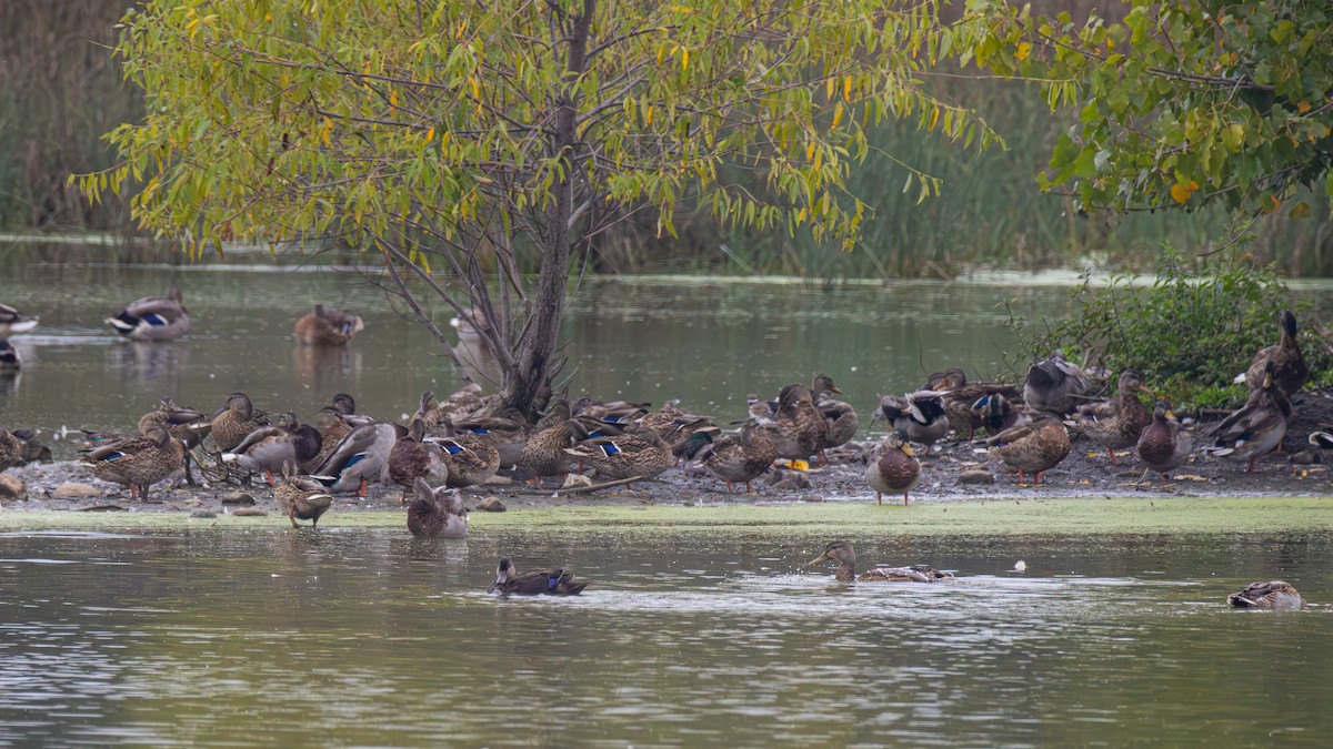 American Black Duck - ML642455668