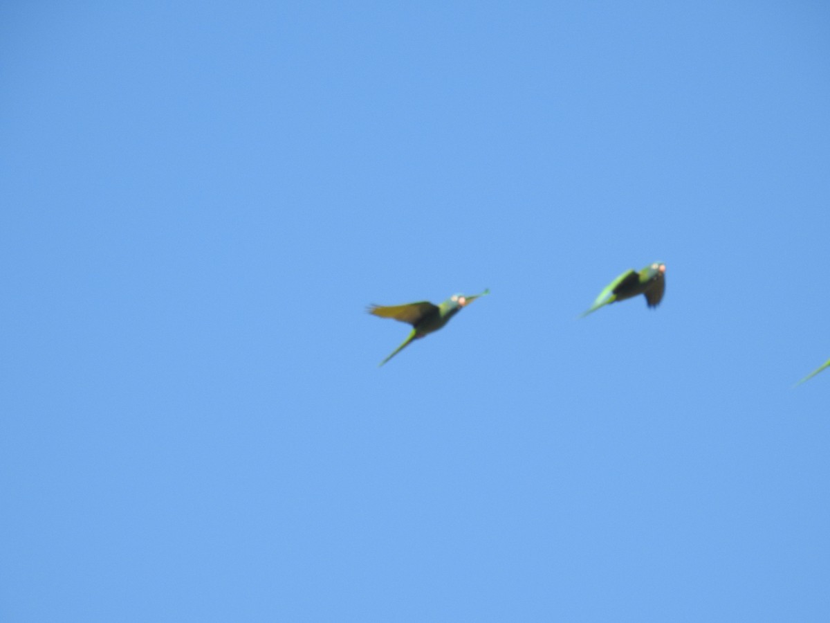 Blue-crowned Parakeet - ML642455676