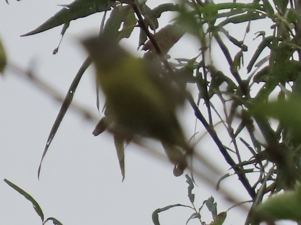 new world warbler sp. - ML642455678