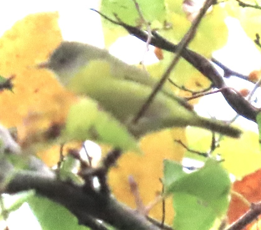 new world warbler sp. - ML642455679