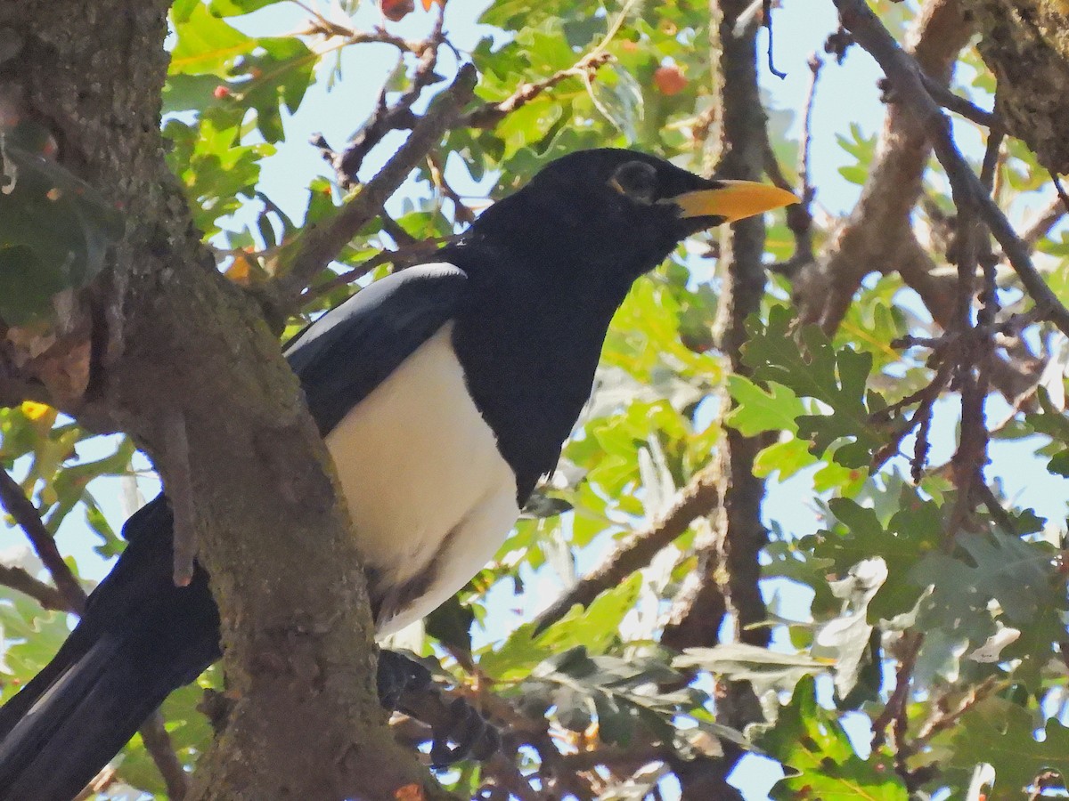 Yellow-billed Magpie - ML642455687