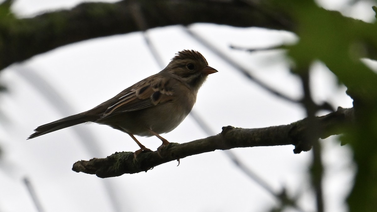 Clay-colored Sparrow - ML642455703