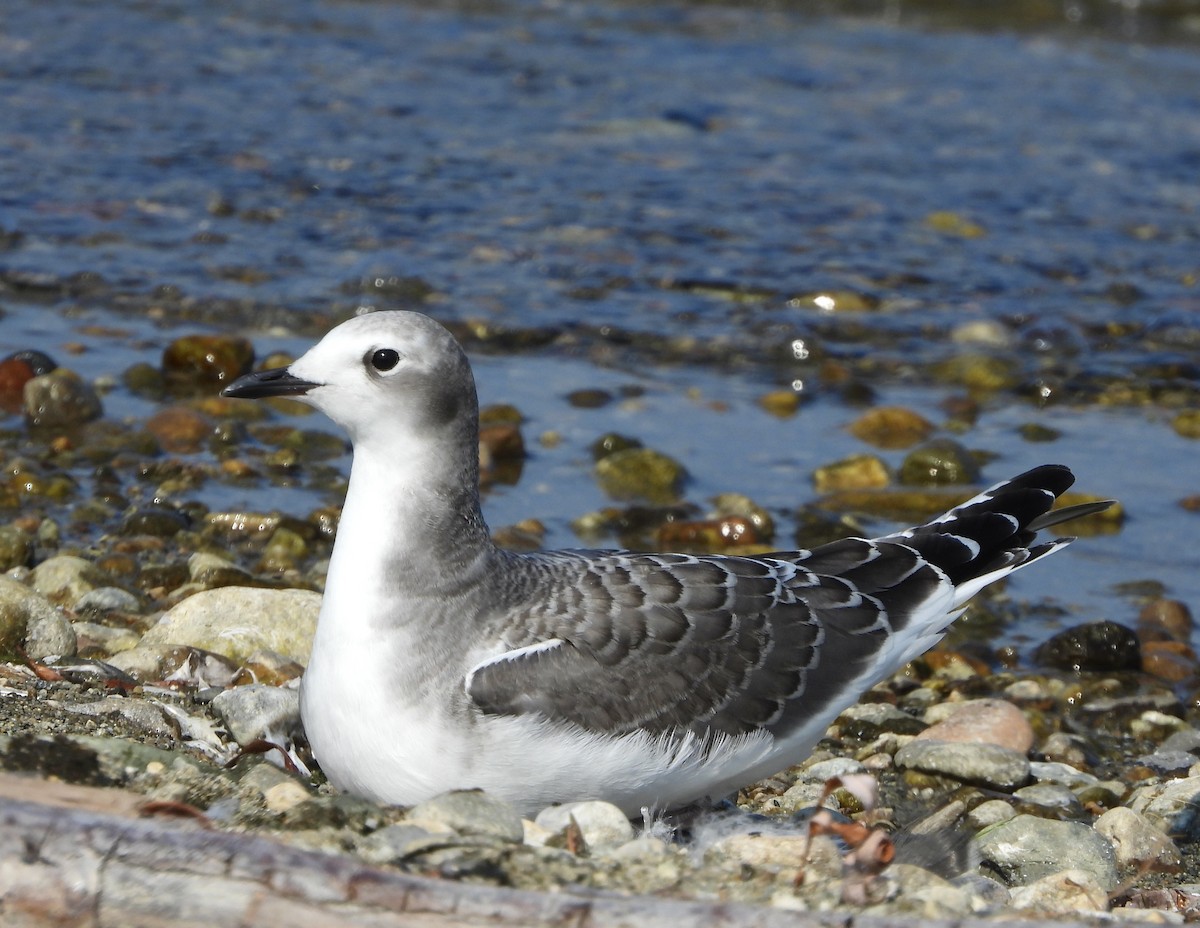 Sabine's Gull - ML642455706