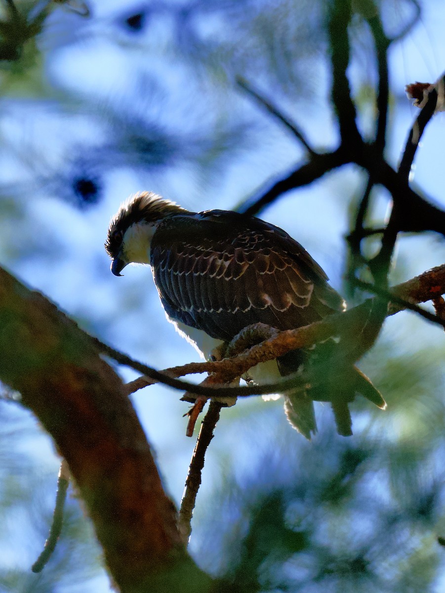 Águila Pescadora - ML642455716