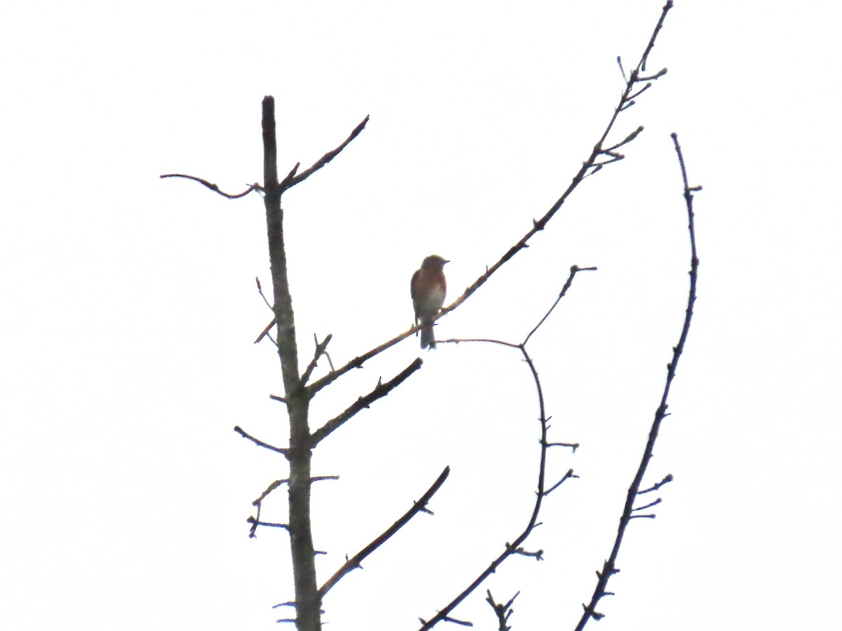 Eastern Bluebird - ML642455726
