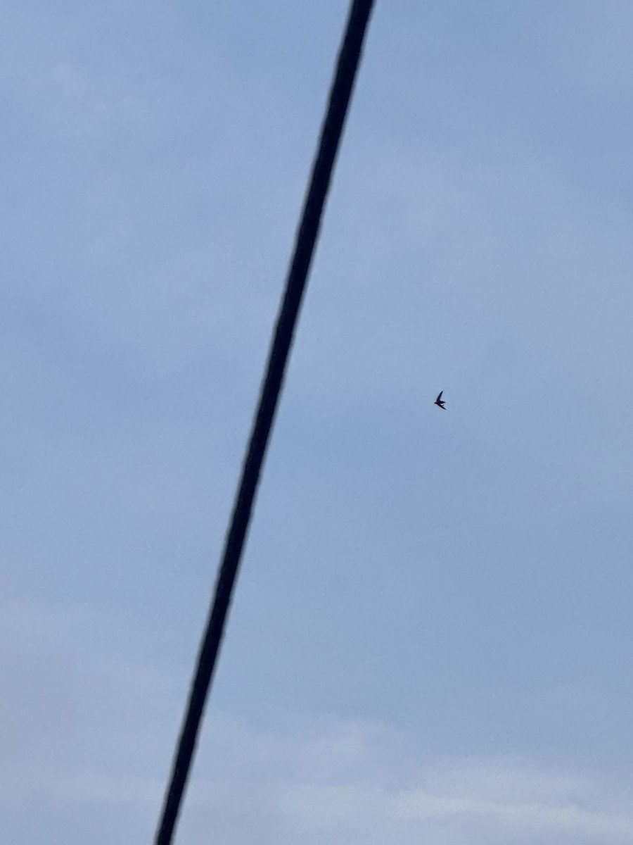 Chimney Swift - ML642455739