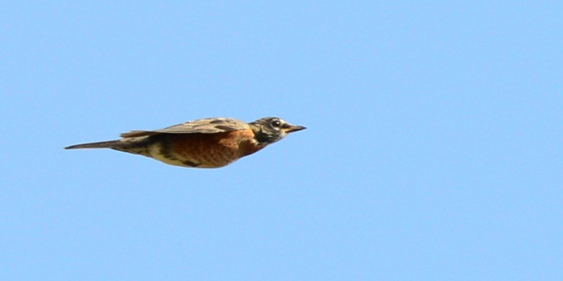 American Robin - ML642455806