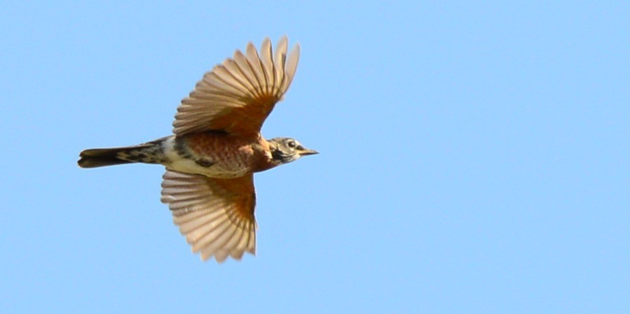 American Robin - ML642455807