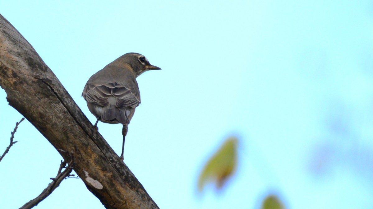American Robin - ML642455808