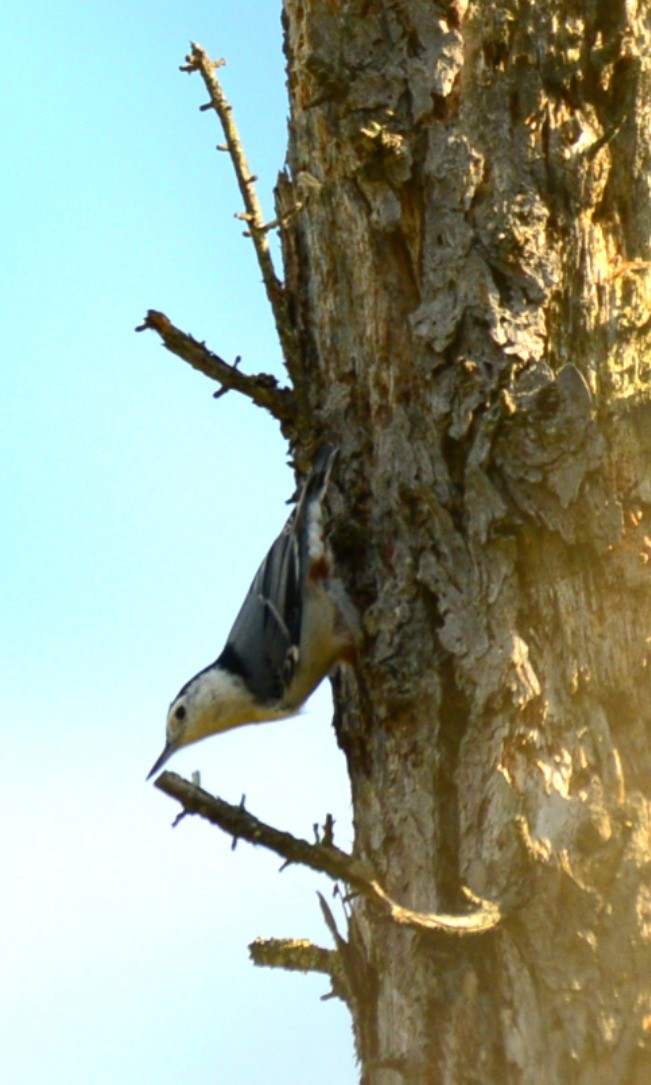 White-breasted Nuthatch - ML642455817