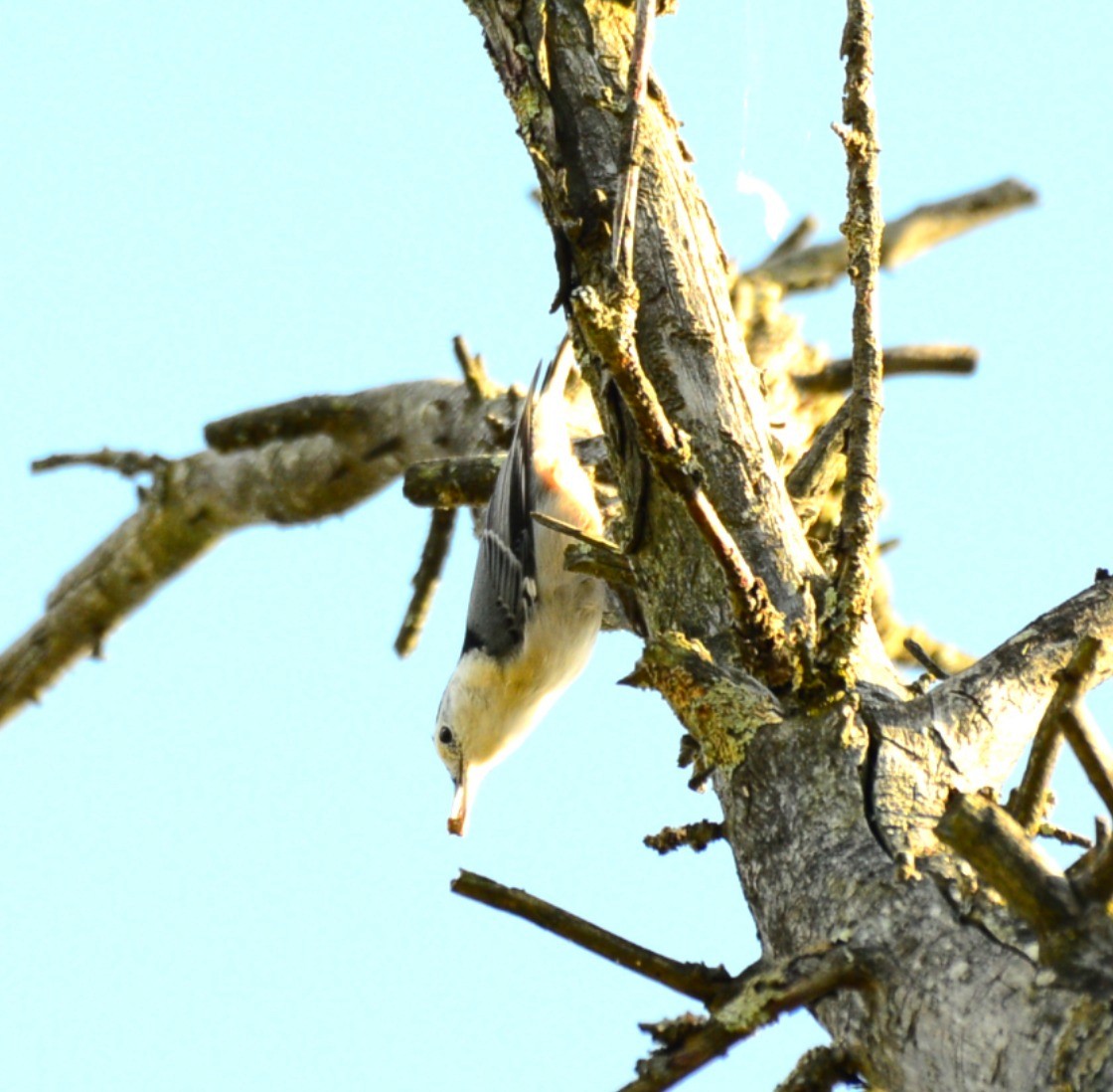 White-breasted Nuthatch - ML642455818