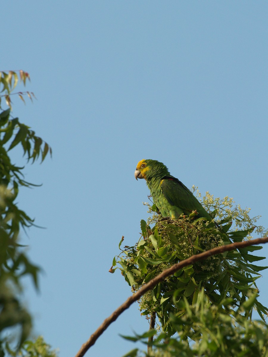 キボウシインコ - ML642455821