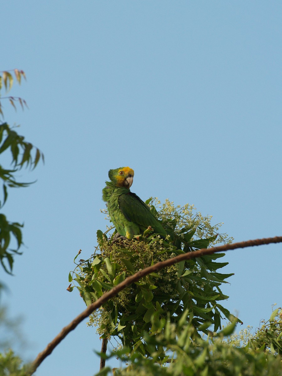 キボウシインコ - ML642455822