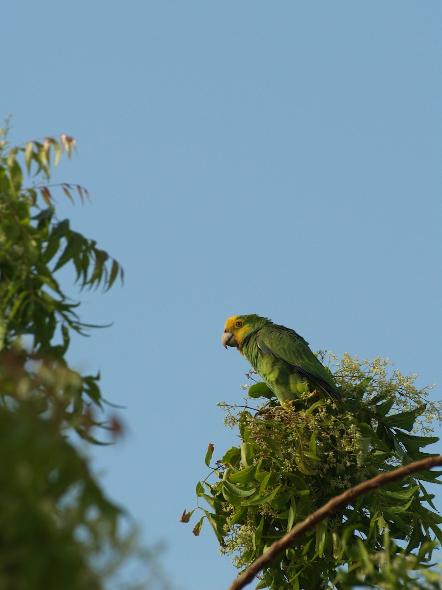 キボウシインコ - ML642455823