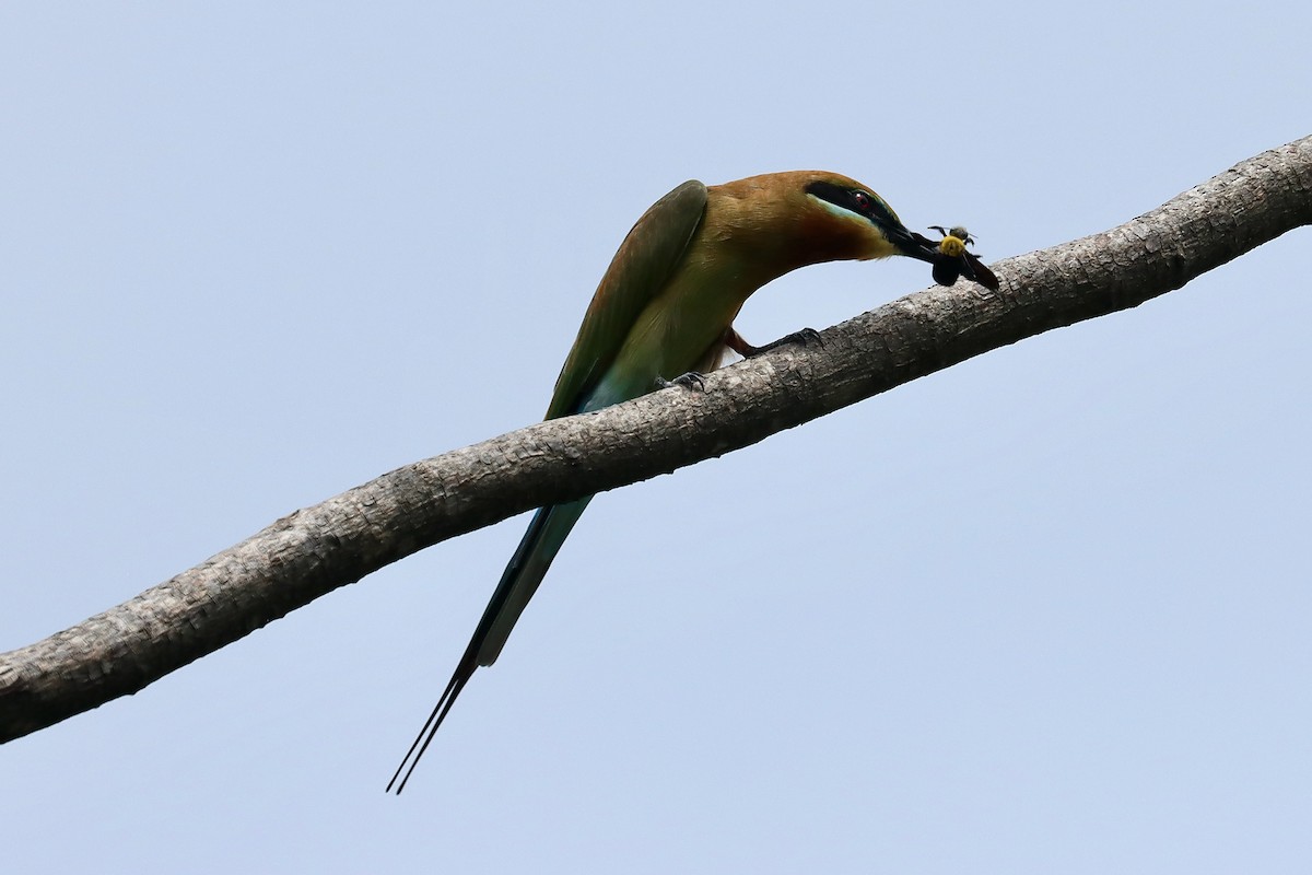 vlha modroocasá - ML642455882
