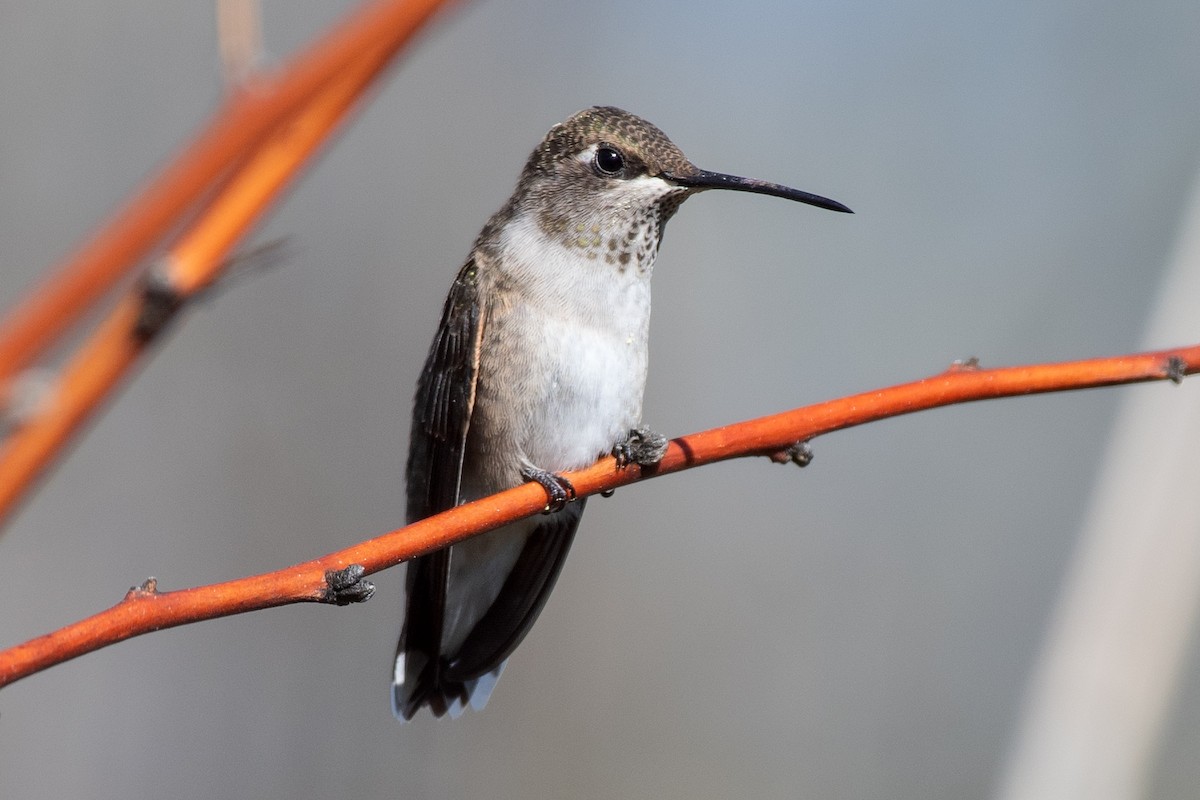 Black-chinned Hummingbird - ML642455903