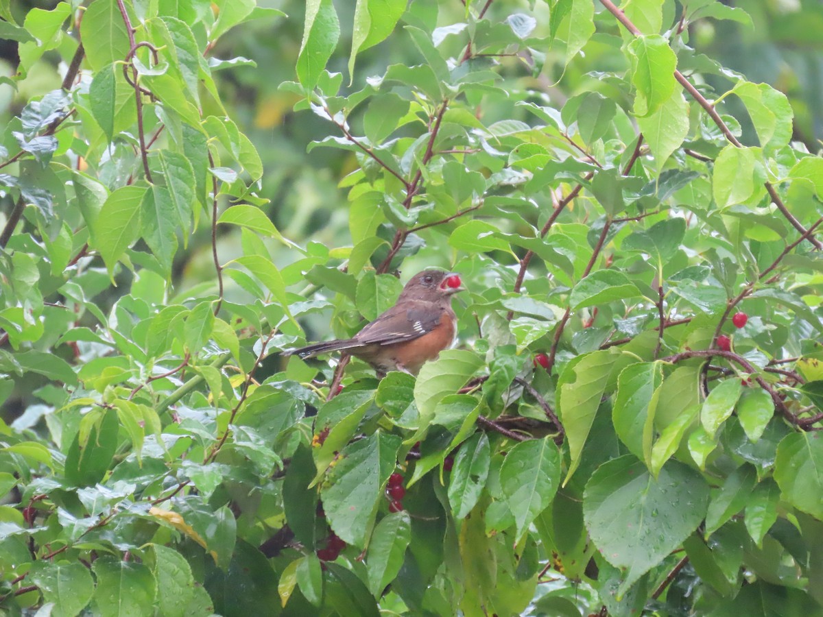 Eastern Towhee - ML642455909