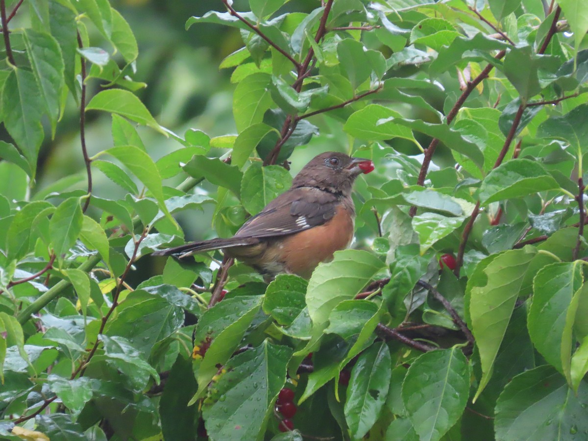 Eastern Towhee - ML642455910