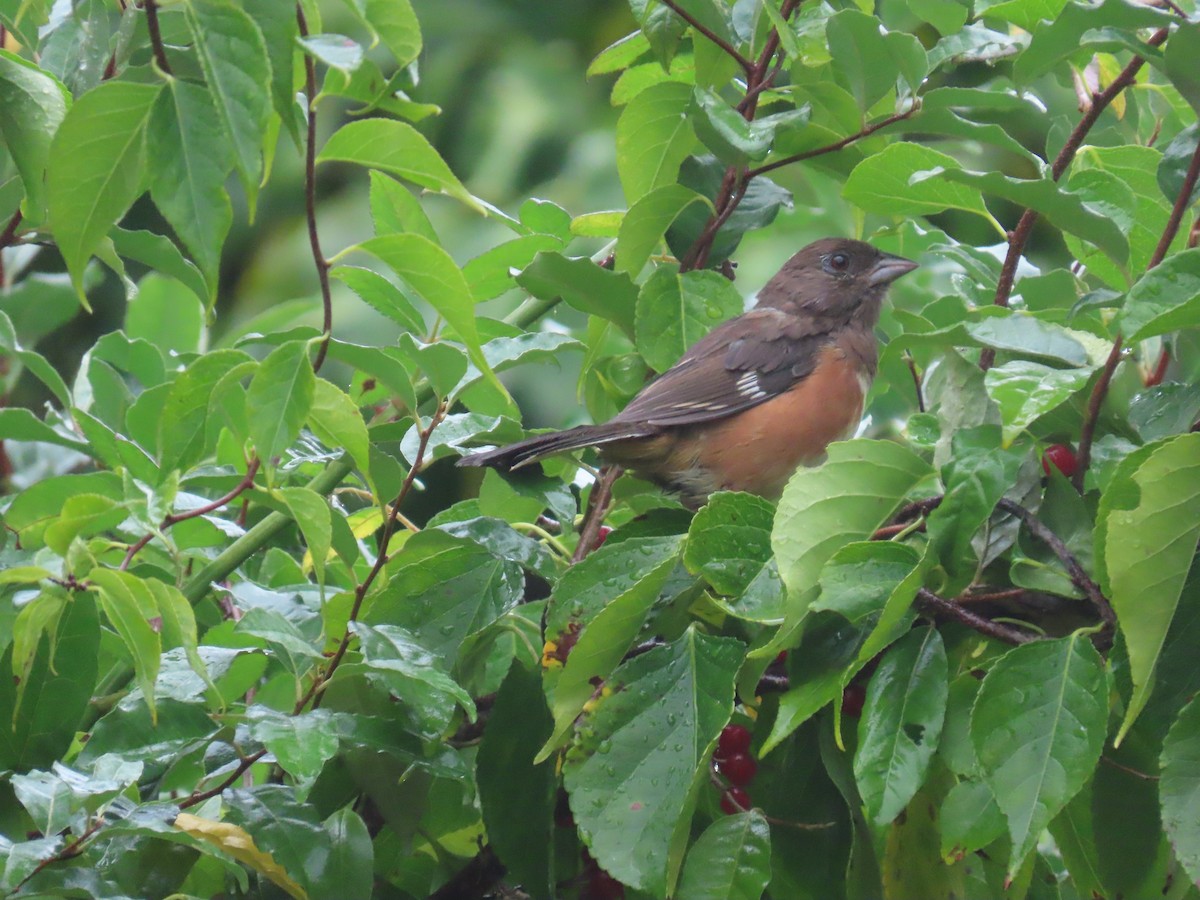 Eastern Towhee - ML642455911