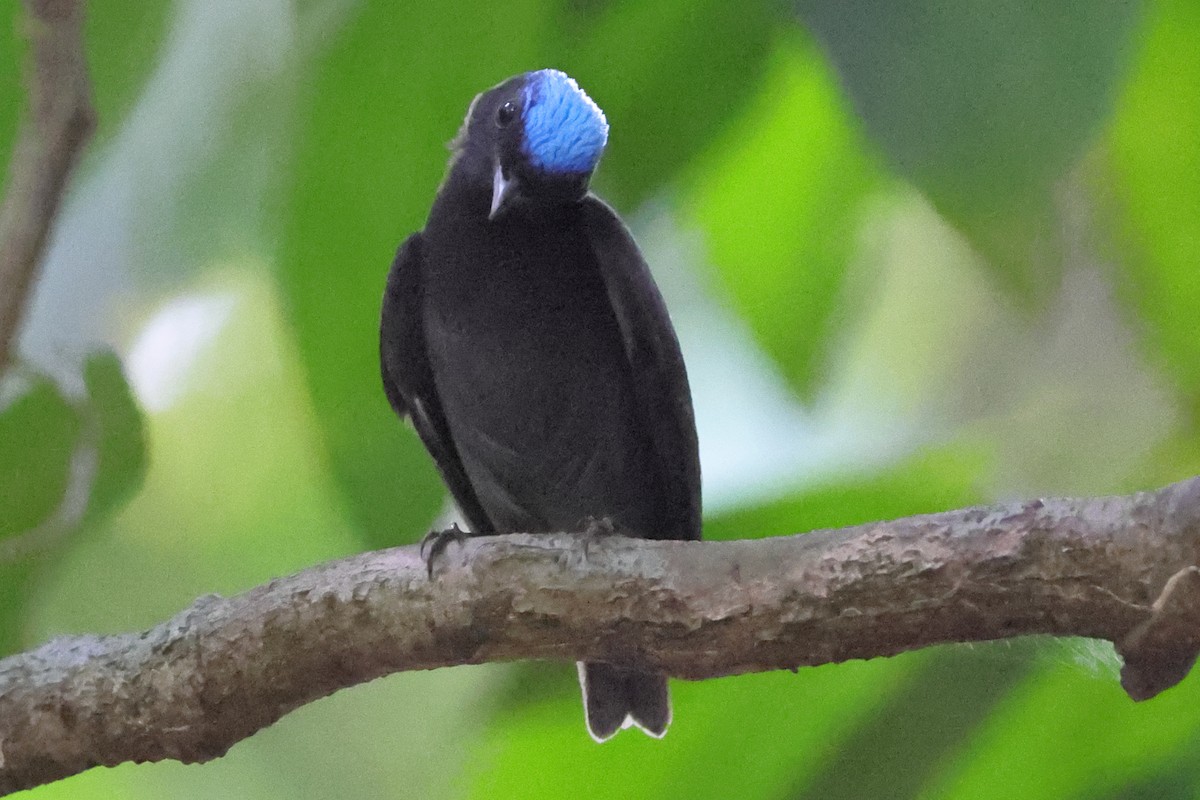 Blue-capped Manakin - ML642455940