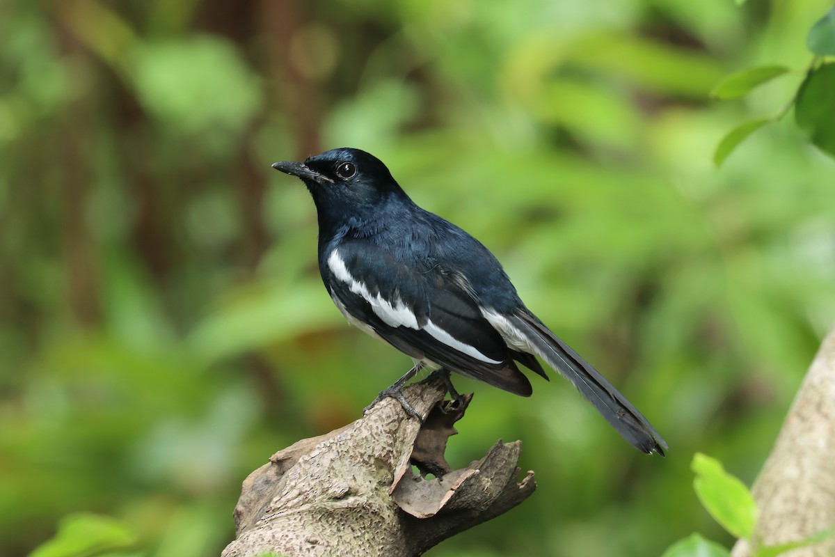 Oriental Magpie-Robin - ML642455946