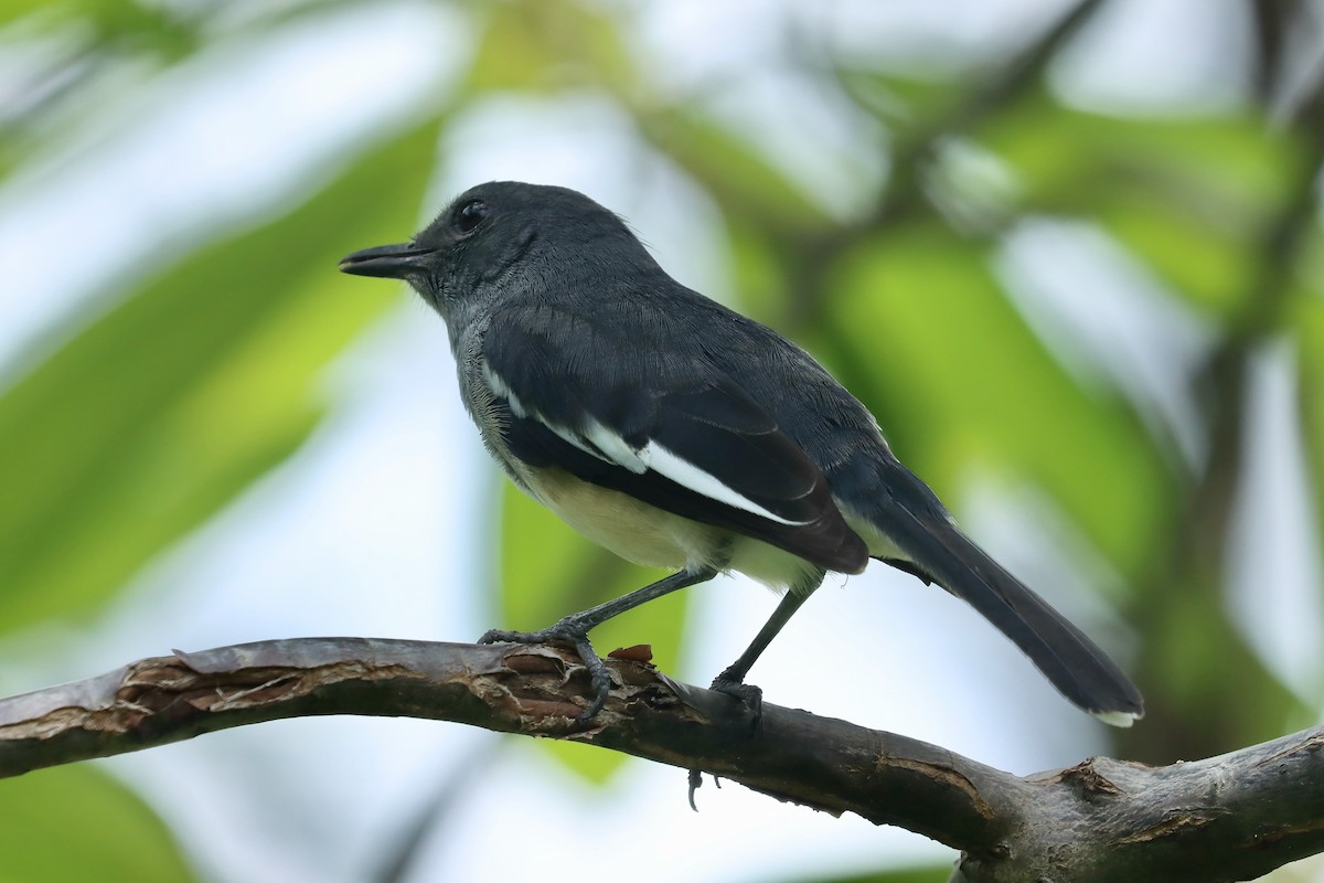 Oriental Magpie-Robin - ML642455947