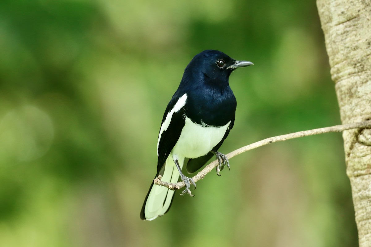 Oriental Magpie-Robin - ML642455948