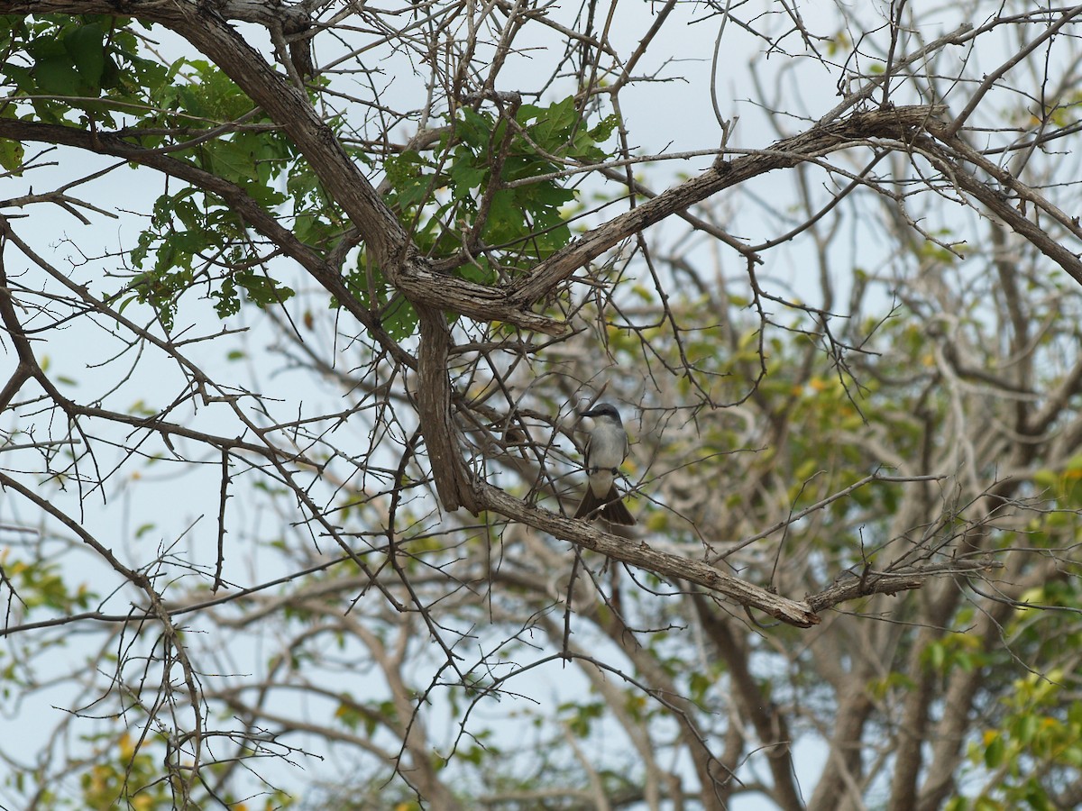 ハイイロタイランチョウ - ML642455951