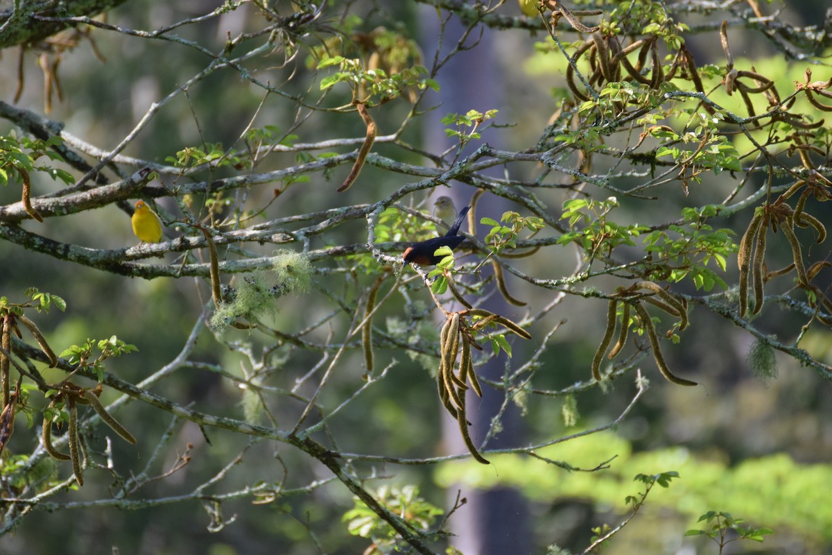 Chestnut-capped Blackbird - ML642455966